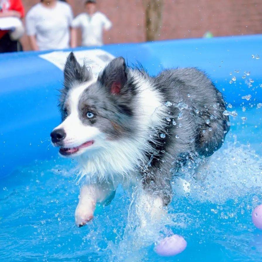 “上海之夏”来看杨浦滨江，萌犬化身“游泳健儿”