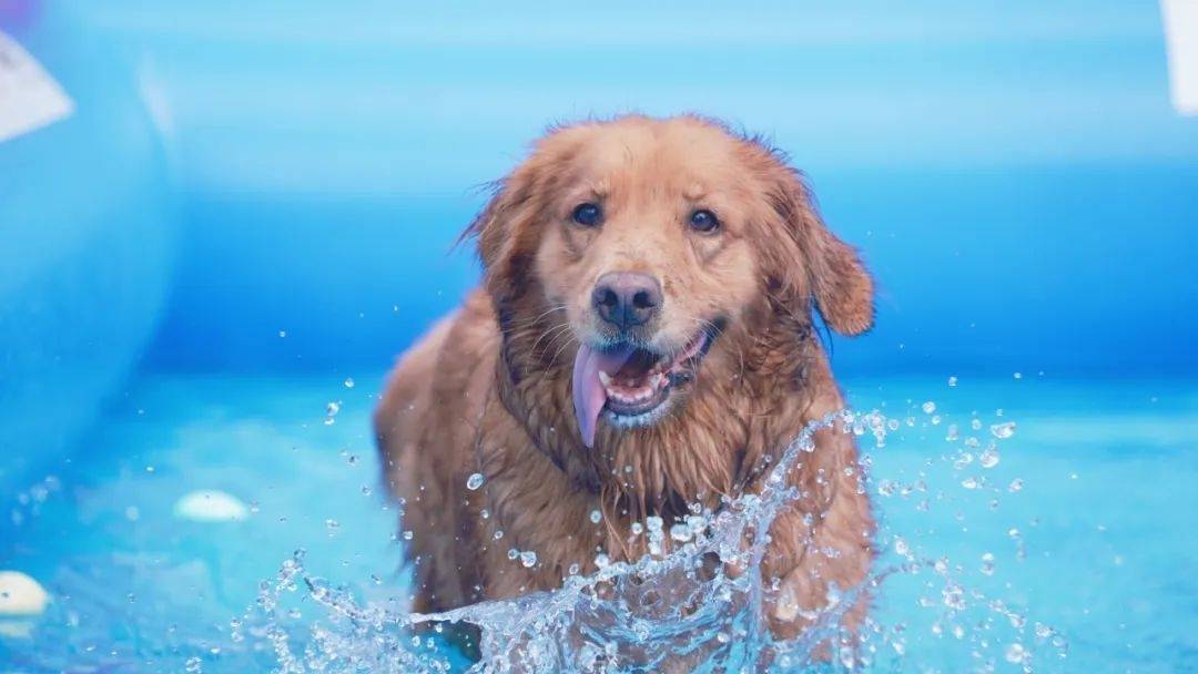 “上海之夏”来看杨浦滨江，萌犬化身“游泳健儿”