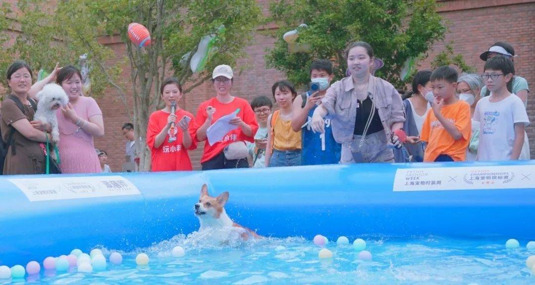 “上海之夏”来看杨浦滨江，萌犬化身“游泳健儿”