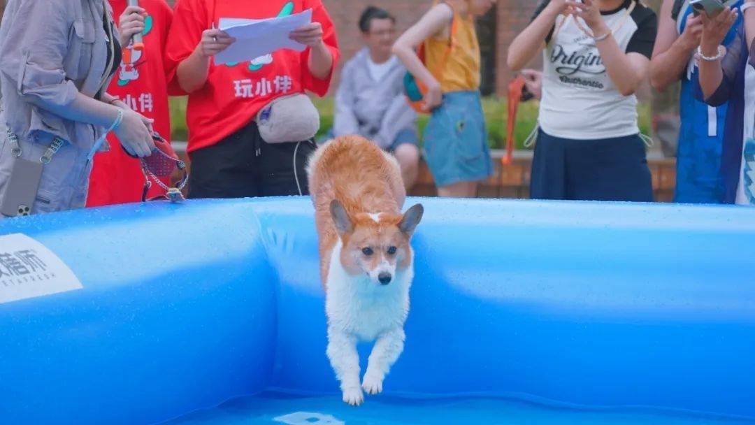 “上海之夏”来看杨浦滨江，萌犬化身“游泳健儿”