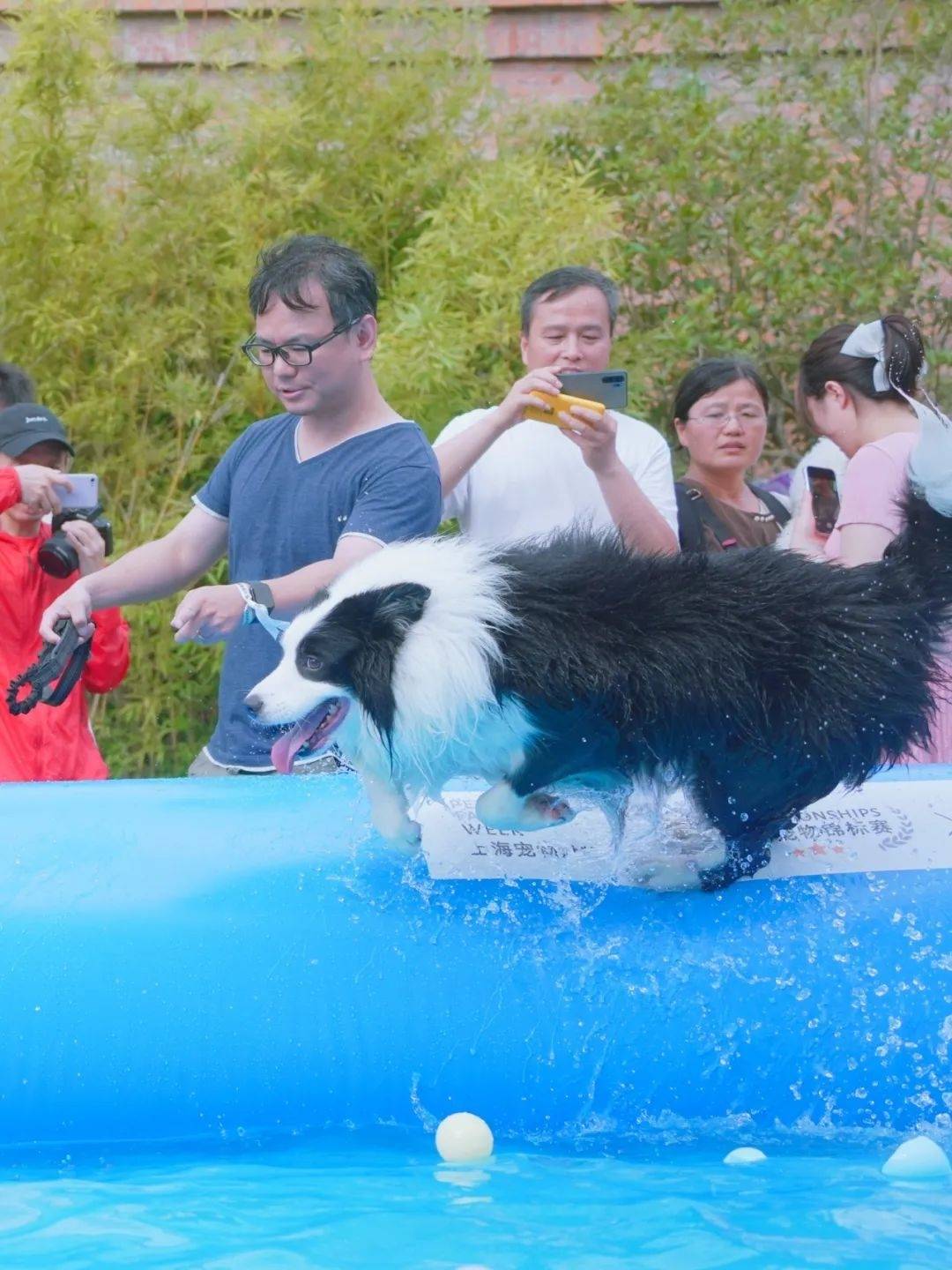 “上海之夏”来看杨浦滨江，萌犬化身“游泳健儿”