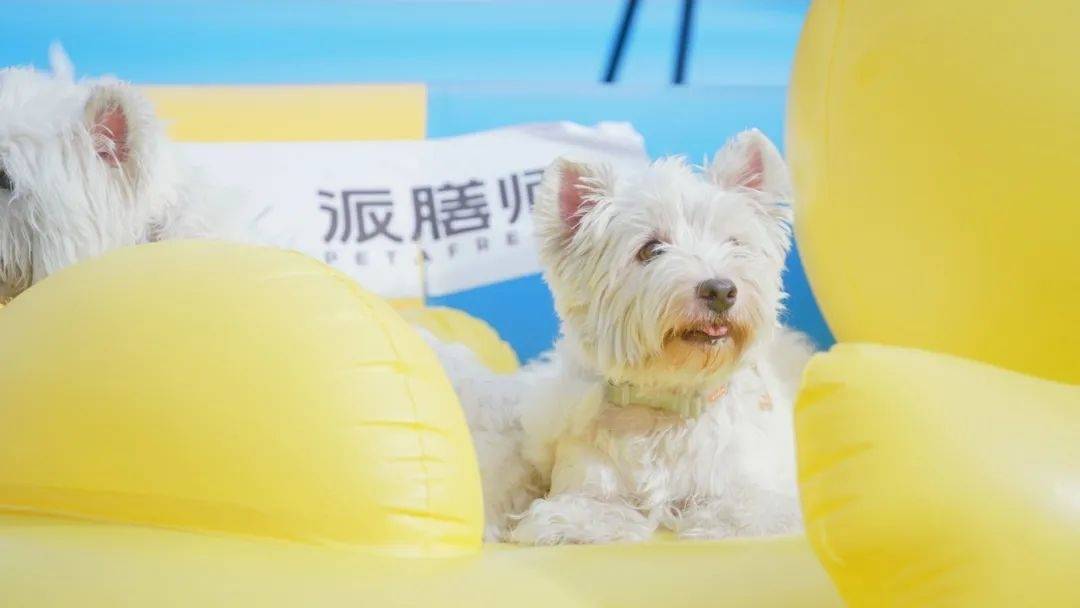 “上海之夏”来看杨浦滨江，萌犬化身“游泳健儿”