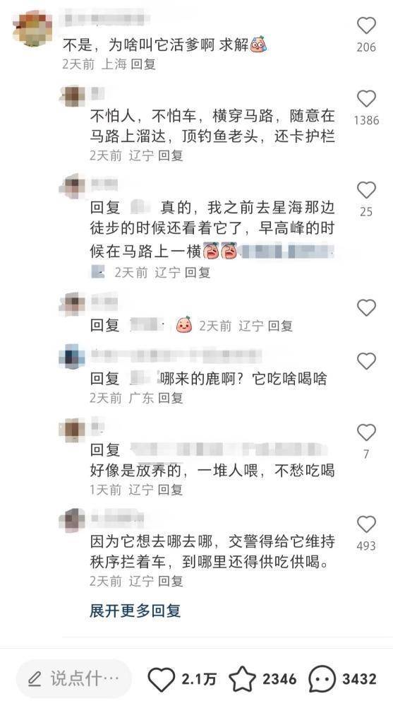 大连梅花鹿在海中游泳，自然保护中心：鹿擅长游泳，目前已救助上岸