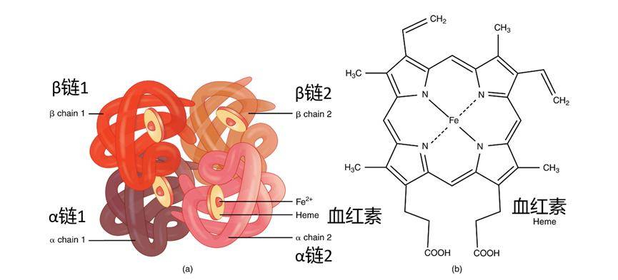 美国游泳队“紫脸”怎么回事儿？可能有这些原因