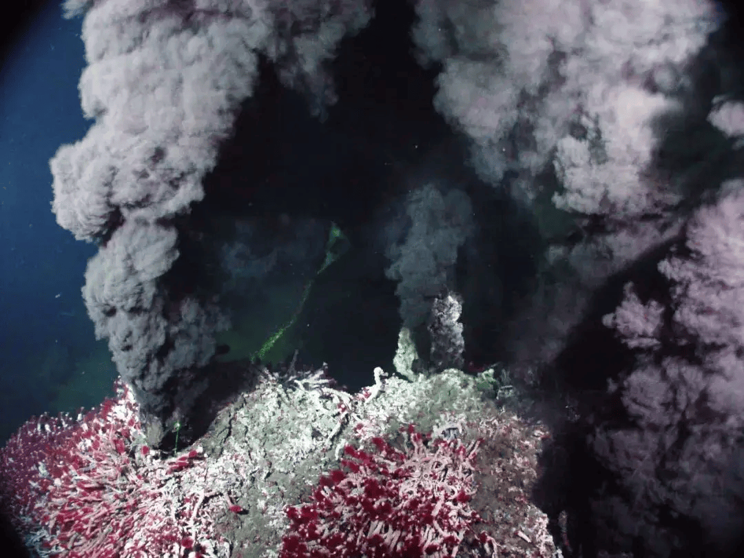 地球上最耐热的动物庞贝蠕虫，把火山当游泳池，科学家惊讶不已！